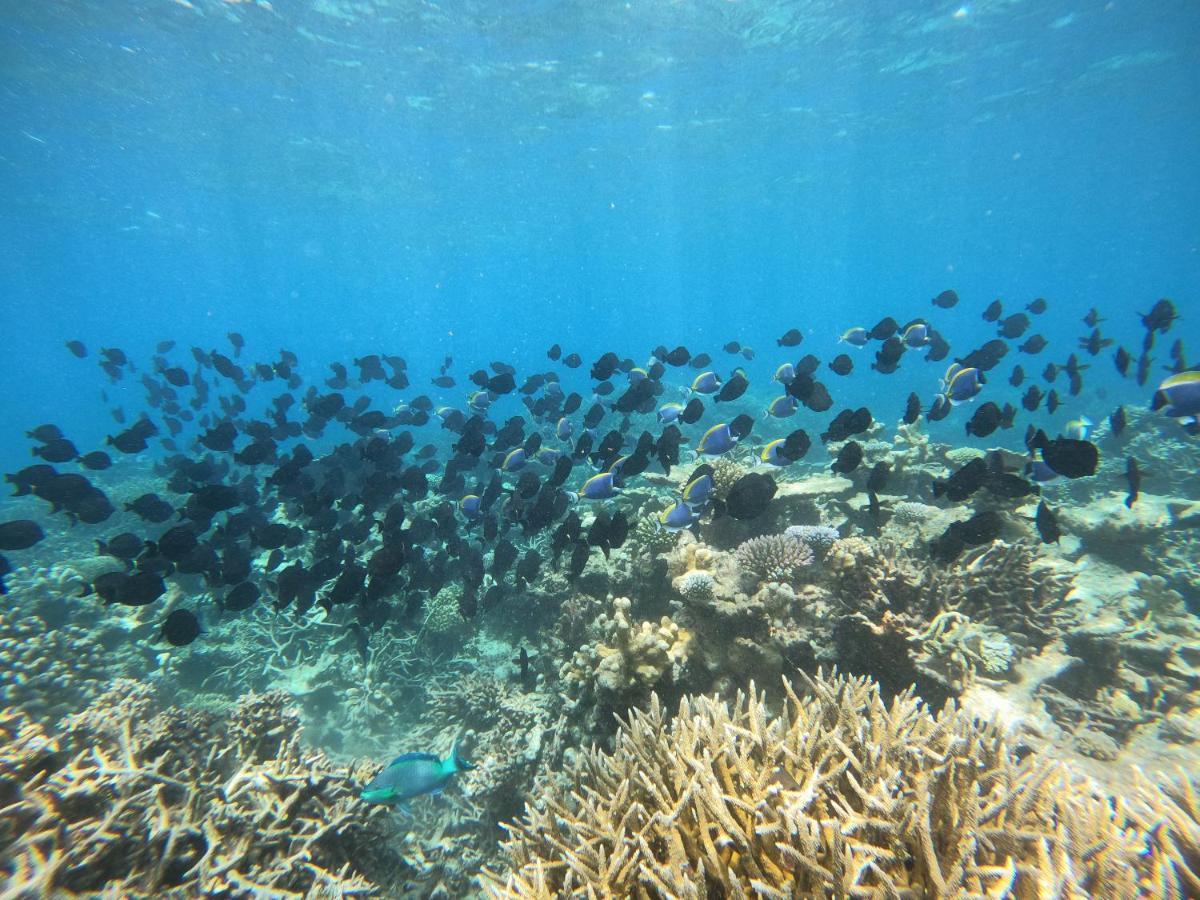 Coral Beach Maldives Hangnaameedhoo エクステリア 写真